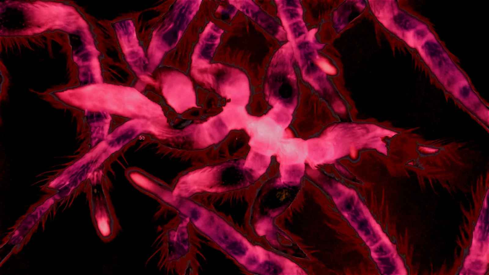 Intercell comes to Copenhagen on 13 November 2026